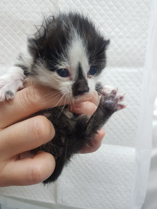 유기동물 - 한국 고양이